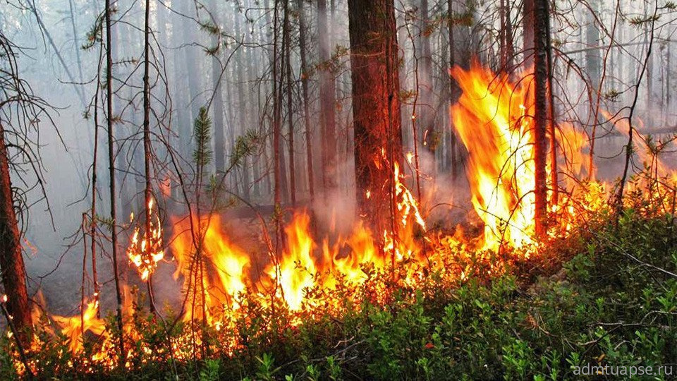 Ответственность за нарушение законодательства о пожарной безопасности в лесах