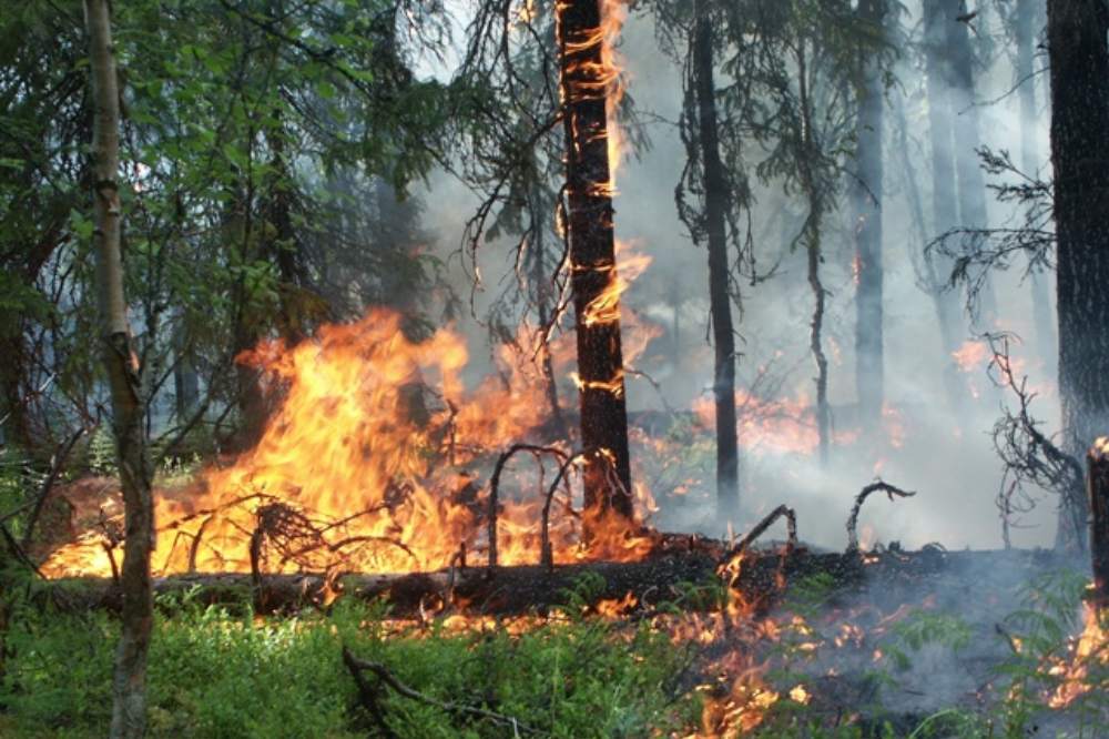 Ответственность за нарушение правил пожарной безопасности в лесах 